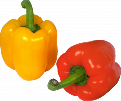 Bell Pepper Five | Isolated Stock Photo by noBACKS.com