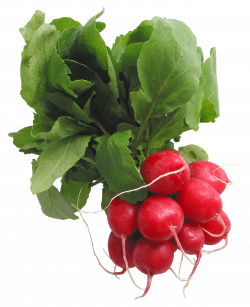 Radishes PNG Picture | Gallery Yopriceville - High-Quality Images ...