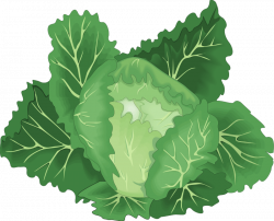 Leaf vegetable Chinese cabbage Clip art - vegetables 800*648 ...