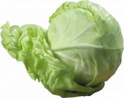 cabbage png - Free PNG Images | TOPpng