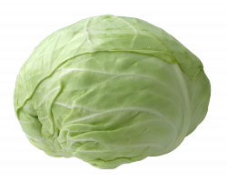 Fresh Cabbage PNG Image - PurePNG | Free transparent CC0 PNG Image ...