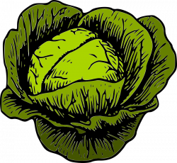 Clipart - Green Cabbage