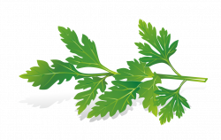 Herb Royalty-free Clip art - Celery leaves 989*628 transprent Png ...
