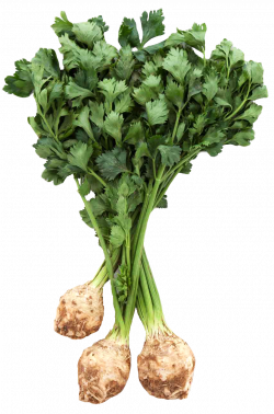 Fresh Celery Root with Leaves PNG Image - PurePNG | Free transparent ...