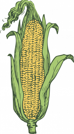 Clipart - ear of corn - colored