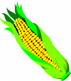 Corn | Free Stock Photo | Illustration of an ear of corn | # 17208