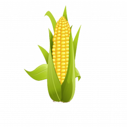 Corn on the cob Sweet corn Clip art - corn 2953*2953 transprent Png ...