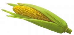 Corn PNG Picture | Gallery Yopriceville - High-Quality Images and ...
