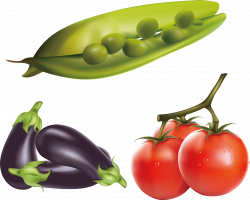 Eggplant Tomato Clip art - Fresh Vegetables realistic renderings ...