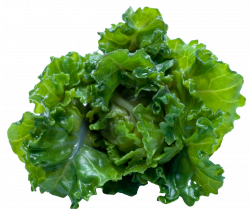 Kale PNG Image - PurePNG | Free transparent CC0 PNG Image Library