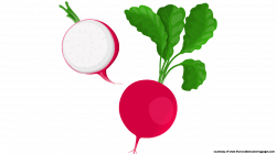 8 Downloadable Astonishing Beetroot Clipart - Fruit Names A-Z With ...