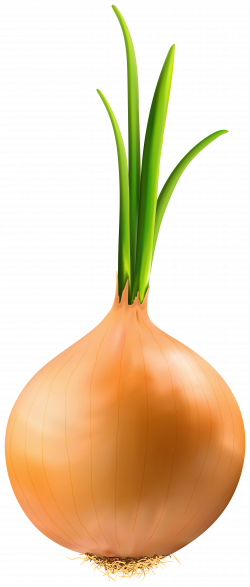 Onion PNG Clipart Image | Gallery Yopriceville - High ...