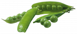 Pea Pods PNG Picture | Gallery Yopriceville - High-Quality Images ...