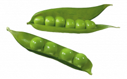 Split pea Silique Common Bean Clip art - Green peas with pods 760 ...
