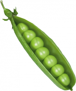 Pea Icon Clipart | Web Icons PNG