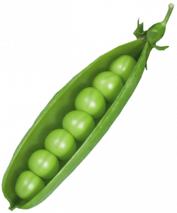 Pea Pod PNG Picture | Gallery Yopriceville - High-Quality Images ...