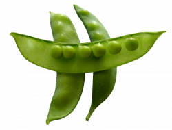 snow peas png - Free PNG Images | TOPpng