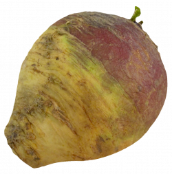 Root vegetable PNG Images - PngPix