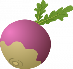 Clipart - Food Turnip