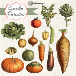 Vintage Vegetables Digital Clipart Set