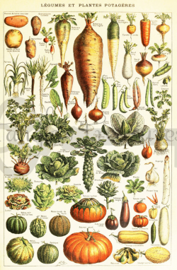 Vintage French Vegetables encyclopedia Clipart by ...
