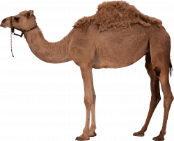 Camel PNG Image - PurePNG | Free transparent CC0 PNG Image Library