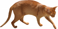 Free Cat Images: free walking cat and cat arching her back png - freebie