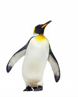 penguin walking png - Free PNG Images | TOPpng