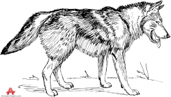 Wolves walking wolf in nature drawing clipart free design ...