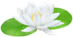 Water Lily Transparent PNG Clip Art Image | Gallery Yopriceville ...