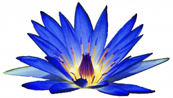 Luscious Blue Water Lily by jeanicebartzen27 on DeviantArt