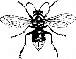 Free Image on Pixabay - Hornet, Bee, Insect | Pinterest | Outline ...