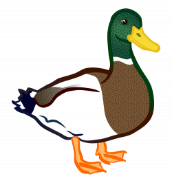Clipart - duck - coloured