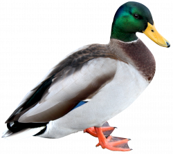 Duck PNG Image - PurePNG | Free transparent CC0 PNG Image Library