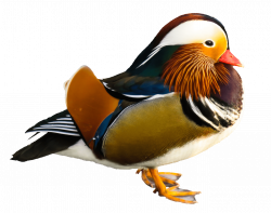 Bird Mandarin Duck transparent PNG - StickPNG
