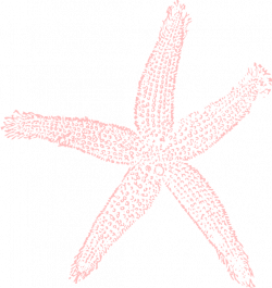 Light Coral Starfish Clip Art at Clker.com - vector clip art online ...