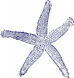 Navy Starfish For Wedding Clip Art at Clker.com - vector clip art ...