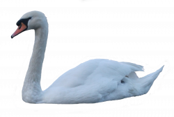 Swan PNG | Transparent images | Pinterest