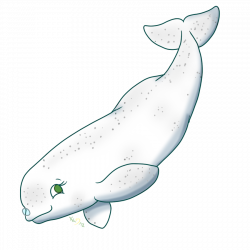 28+ Collection of Baby Beluga Whale Drawing | High quality, free ...