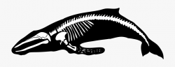 Baleine-01 - Whale Bones Clip Art, Cliparts & Cartoons - Jing.fm