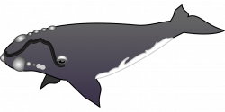 Gray whale Sperm whale Beluga whale Clip art - Black tiger whale ...