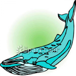 A Blue Whale with Barnacles | Clipart Panda - Free Clipart ...