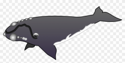 Whale With Barnacles Clipart, HD Png Download - 1280x640 ...