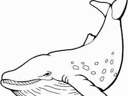 Free Humpback Whale Clipart, Download Free Clip Art on Owips.com