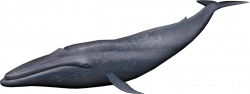 Blue Whale PNG Image - peoplepng.com