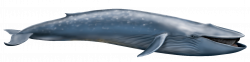 Blue Whale PNG Transparent | PNG Mart