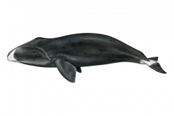 Bowhead Whale | NOAA Fisheries