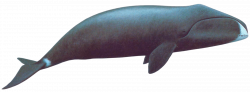 Bowhead Whale PNG - PHOTOS PNG