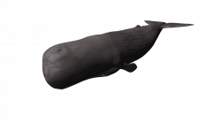 Whale PNG | Animal PNG | Pinterest | Animal