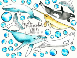 Whale Watercolor Clip Arts Whale clipart Marine mammals clip art Killer  whale clipart Whales illustration Blue whale illustration Ocean art